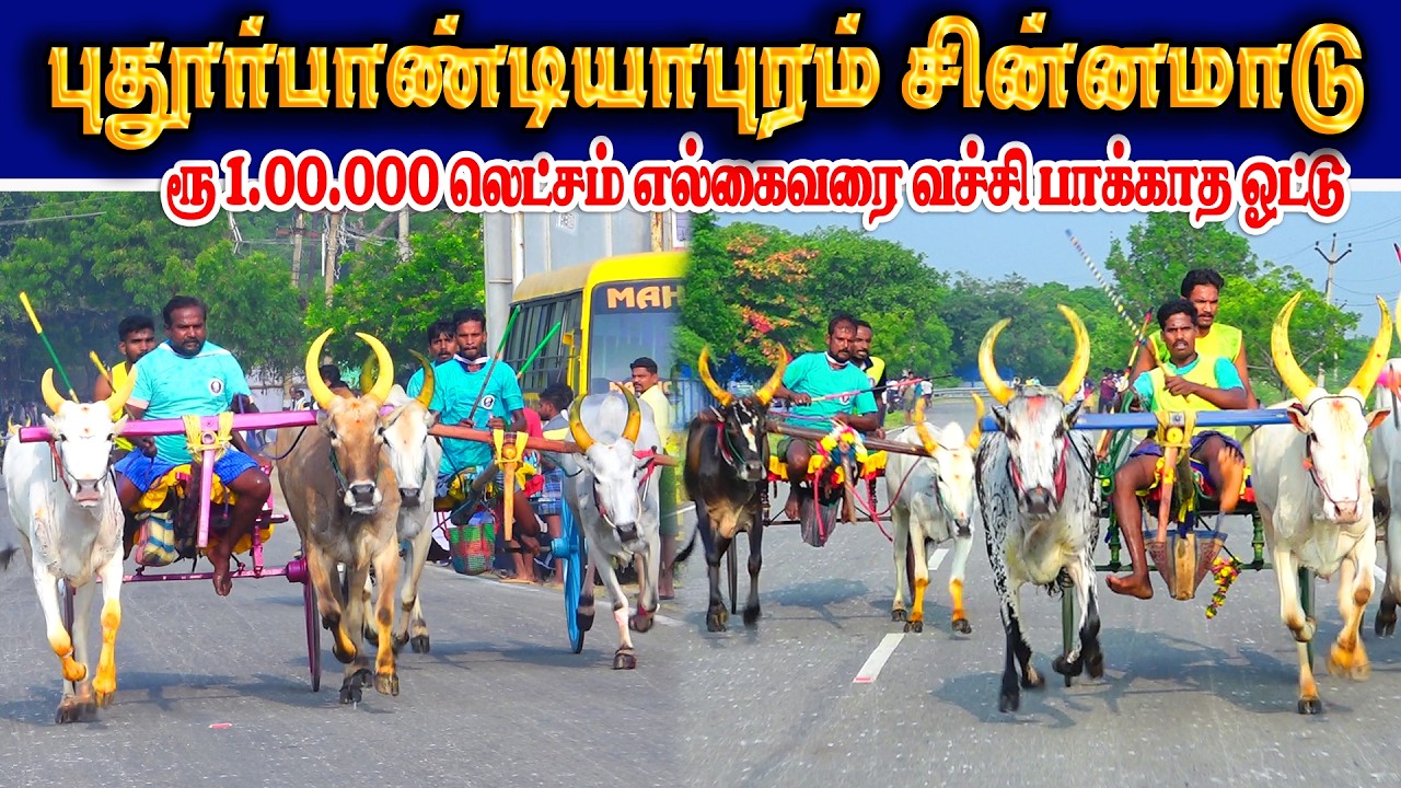 புதூர்பாண்டியபுரம் சின்னமாடு 1.00.000லட்சம் பந்தயம் 01.03.2026