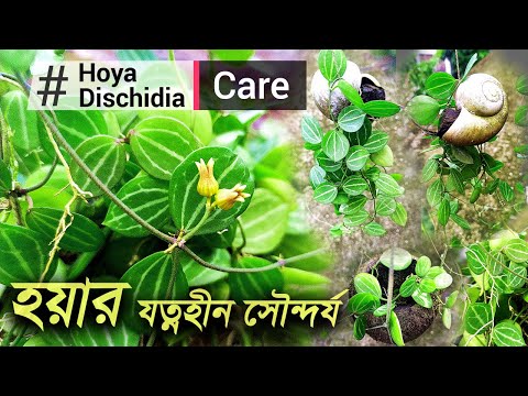 ভিডিও: ডিসচিডিয়া ওভাটা কীভাবে প্রচার করবেন?