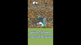 #Shorts-Squirrel prepares cones for the winter