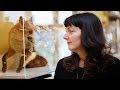 Its our entire relationship with animals angela singer on her art and taxidermy