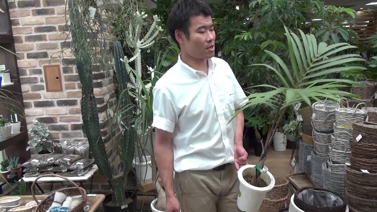 トックリヤシの育て方・日常管理 - YouTube
