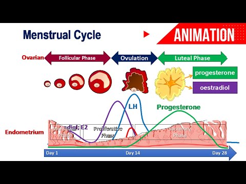 Menstrual Cycle Animation || Ovarian & Uterine Changes || Hormonal Control  - YouTube