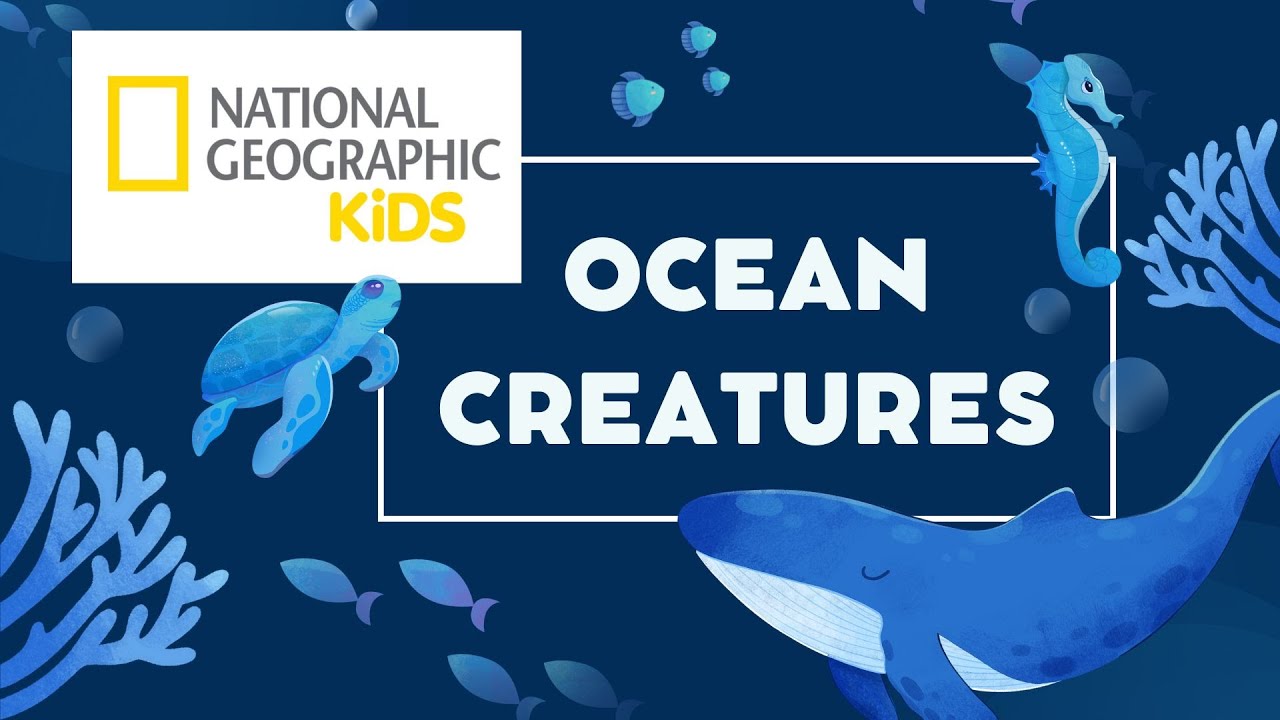 National Geographic Kids: Ocean Creatures | Animals For Kids