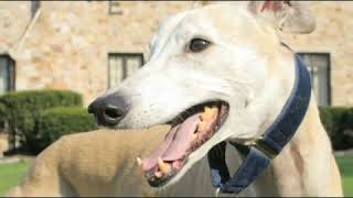 How to Care for a Greyhound