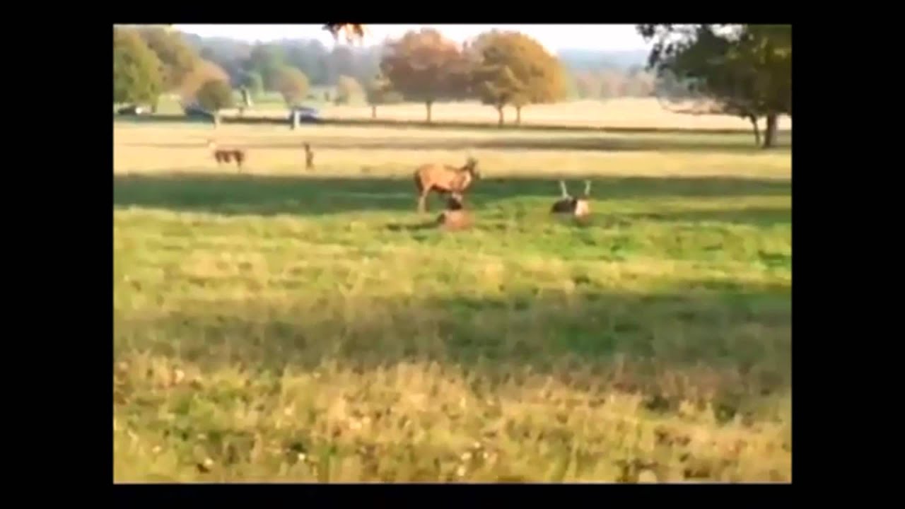Dog Chasing Deer Richmond Park