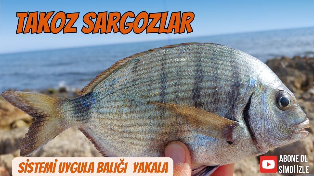 Sargoz Avı- Sistemi Uygula Balığı Yakala