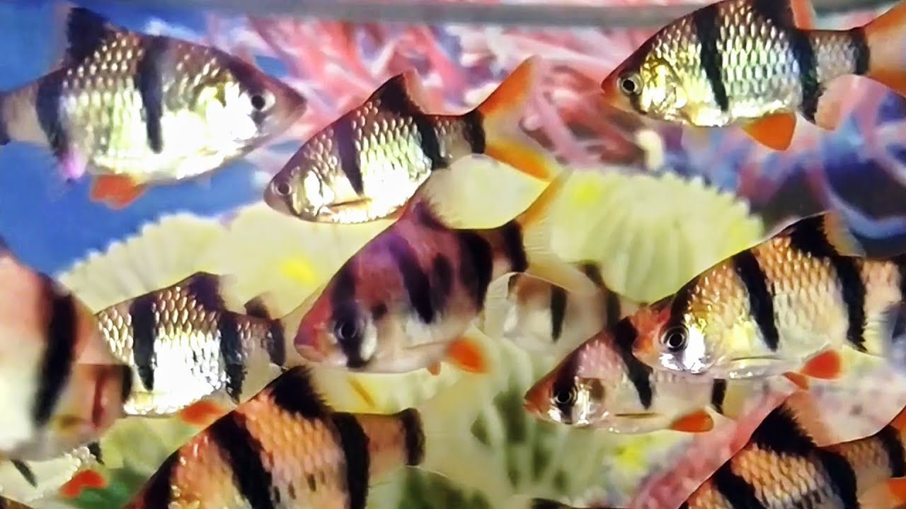 exotic ornamental fish | freshwater aquarium fish 