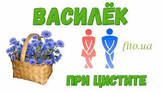 Василек цветок фото, описание, применение, приготовление | Аптека Фито