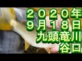 鮎釣り 九頭竜川 2020 小澤剛 友釣り無双