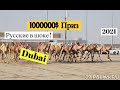 Верблюжьи бега в Дубай /  Русские в шоке!!  $1000000 приз /  скачки верблюдов в оаэ /  the люды