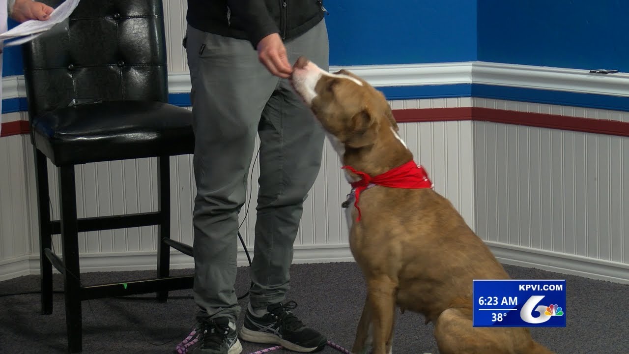 TailWagger Wednesday June 21, 2023 YouTube