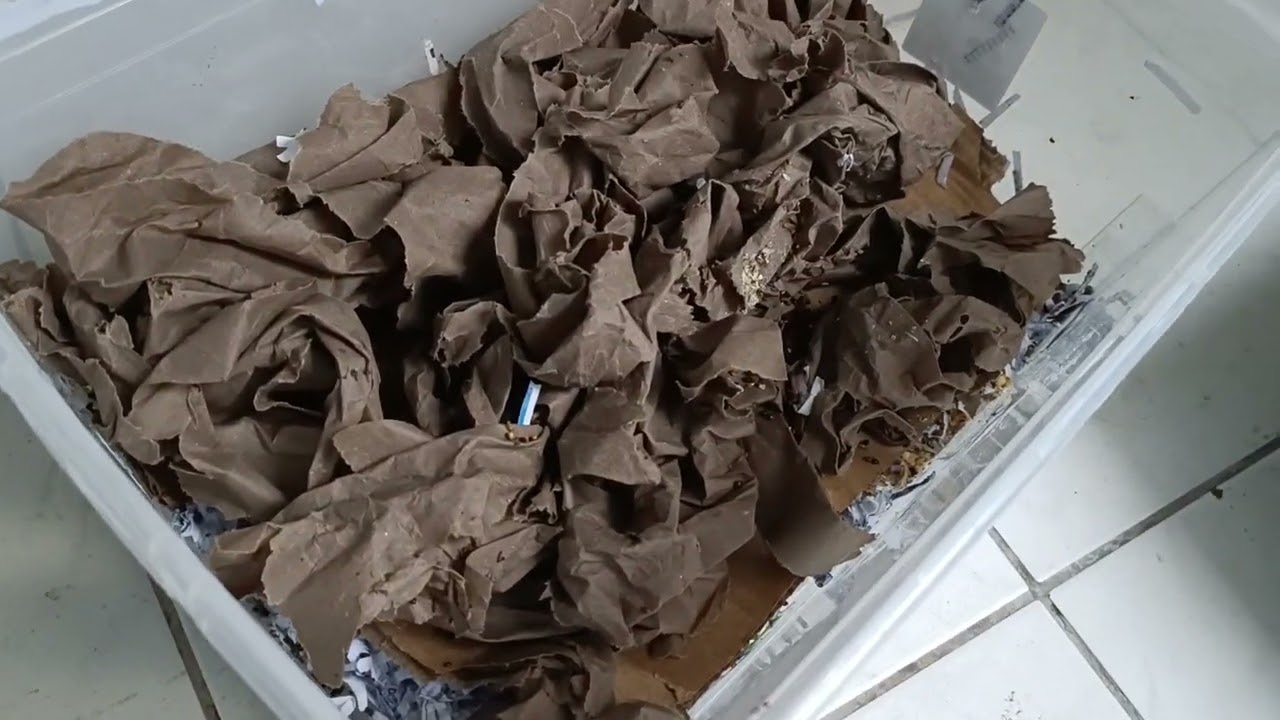 Neues Experiment | Mistwürmer als tierisches Hühnerfutter züchten