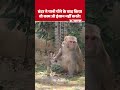 Monkey Open Water Tap Like Human: इंसानों की तरह नल चलाकर पानी पीता समझदार बंदर! | Viral Video