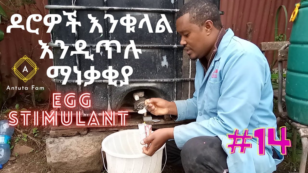 ዶሮዎች እንቁላል እንዲጥሉ ማነቃቂያ egg stimulant : ኩኩ ሉኩ : አንቱታ ፋም