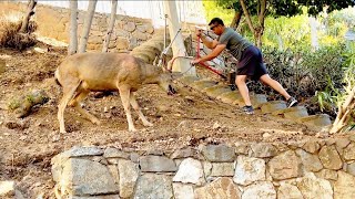 Man Rescues Deer Trapped in Chains