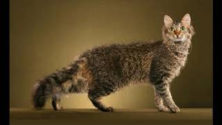 Cat Breeds 😽 #cat #animals #nature #catbreeds by Animals101Nature 185 views 6 years ago 9 minutes, 44 seconds