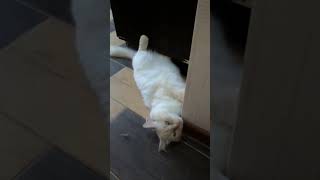 Зефир - такой Зефир) #кот #кошка #коты #котята #кошки #домашние #питомцы #животные #cat #cats #home