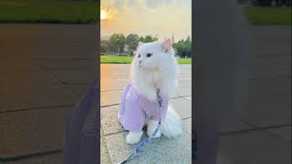 made in romania❤️‍🔥 #music #cover #song