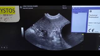 Mindray Vetus E7 Ultrasound with 5 year wrnt. Vs. GE Versana Balance Ultrasound with 1 year wrnt.