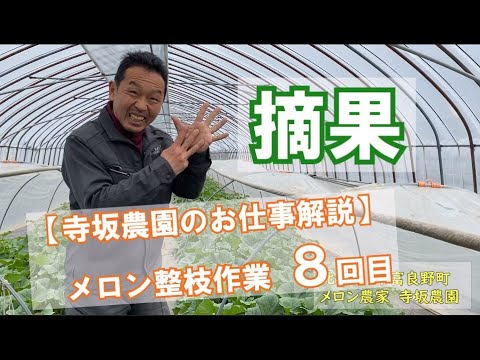 【8回目】赤肉メロン『クインシー719』メロン”摘果”作業解説/仕事紹介/求人募集/短期/パート/アルバイト/住み込み寮あり：北海道 富良野 メロン農家の寺坂農園