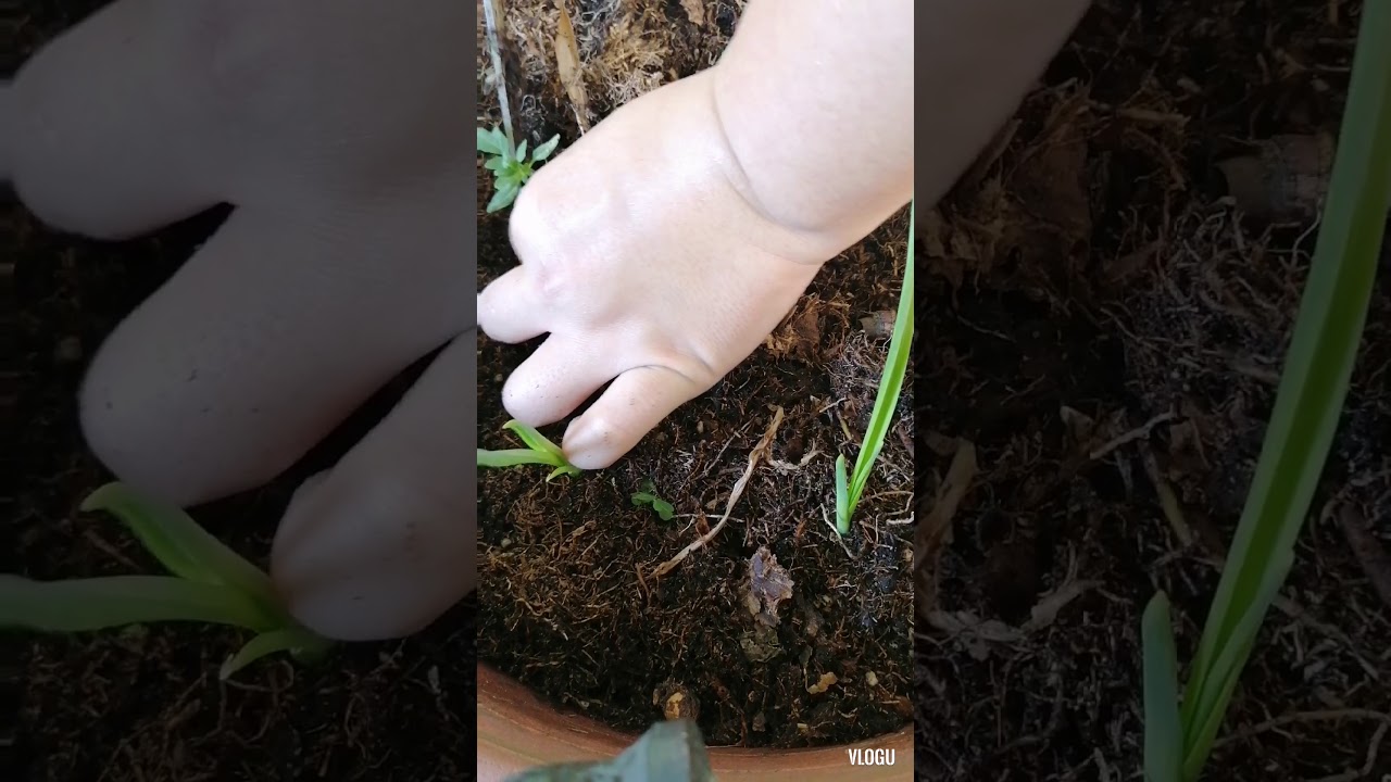 planting garlic and tomato in the pot..😍😍(singapore) 