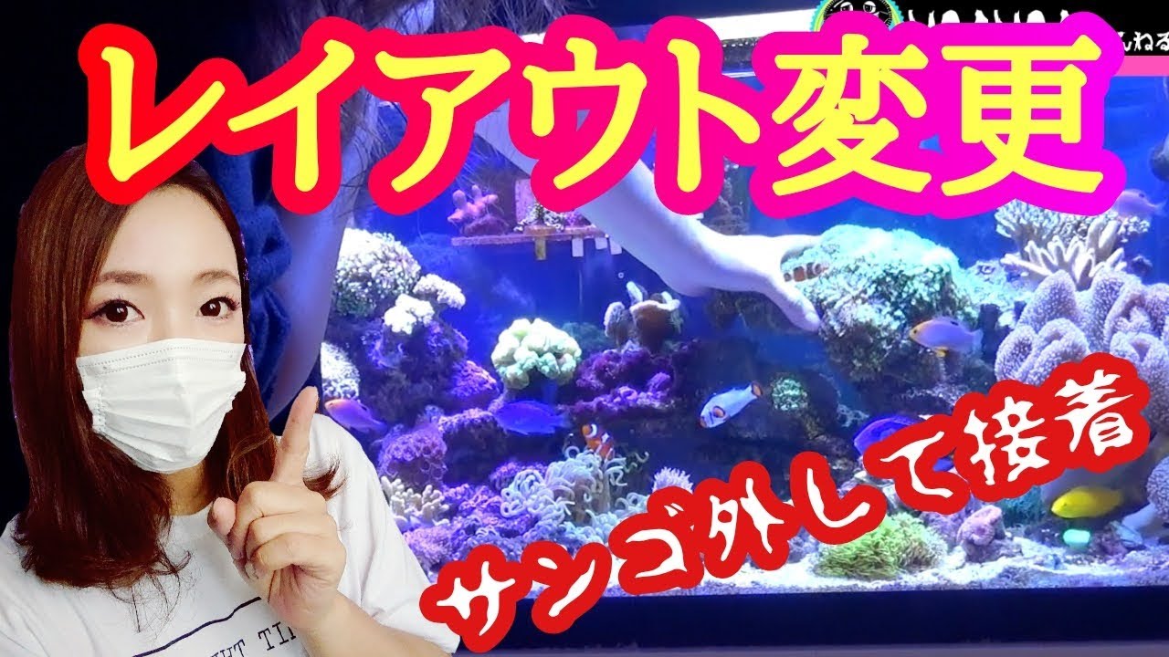 海水魚水槽 レイアウト変更 サンゴ外して接着 My Marine Aquarium Moamoaちゃんねる Youtube