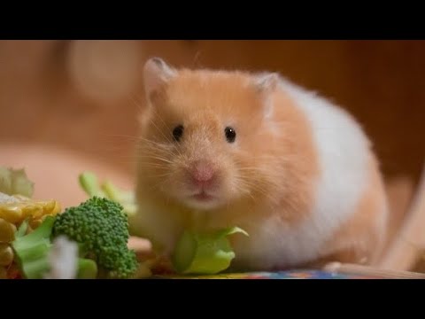 View of HAMSTER SMALL PET DELIVERY TODAY||LOW MAINTENANCE EASY CARE 💯 ...