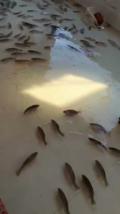 banjir ikan masuk rumah #shorts