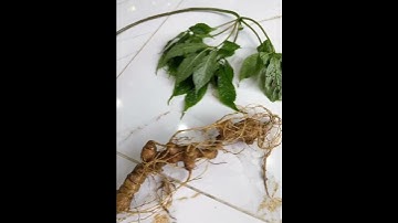 1 củ sâm Ngọc linh rừng 95 gam bao kiểm định mọi viện giá mềm 0377965679 e Nguyệt