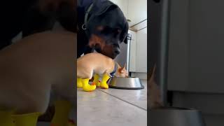 Dog Had Enough Of An Annoying Puppy