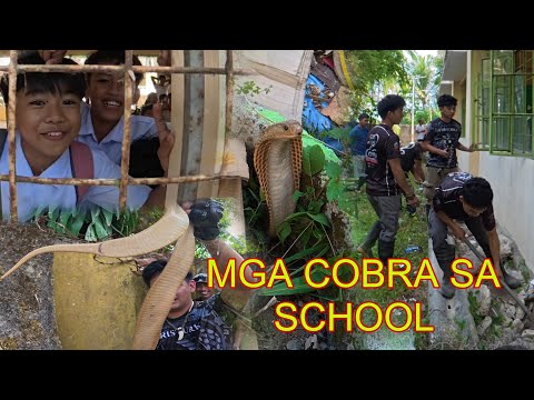 MGA COBRA NAG MUMULA SA LIKOD NG SCHOOL 