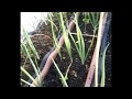 Cebolinhas e mudas de alfaces crespa em vasos - Onions and crisp lettuce seedlings in pots