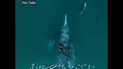 سورة النصر ♥ ارح سمعك