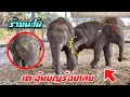 นาโนเตะต่อยอุ้มบุญร้องเลย😭พามาหาน้องเเต่น้องโหดเกิ๊น😘elephant