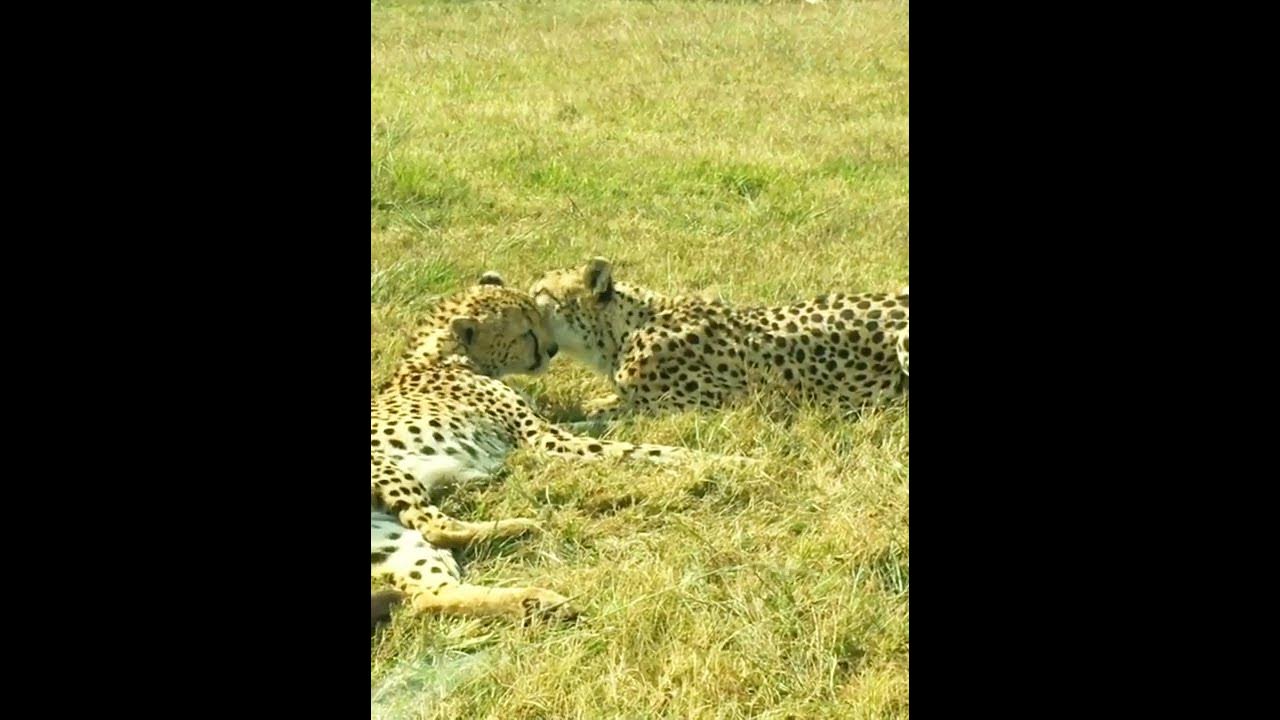 Do leopards mate for life? - YouTube