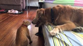 Dog & Cat BFFs Play Fighting by Keelo and Koda 14,811 views 8 years ago 1 minute, 31 seconds