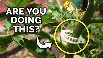 The Easiest Tomato Trellis Method EVER!