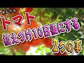 トマト栽培【植え付け10日後にする2つこと】⭕⭕すると→たくさん、大きな実になりやすいコツ!紹介します⭐