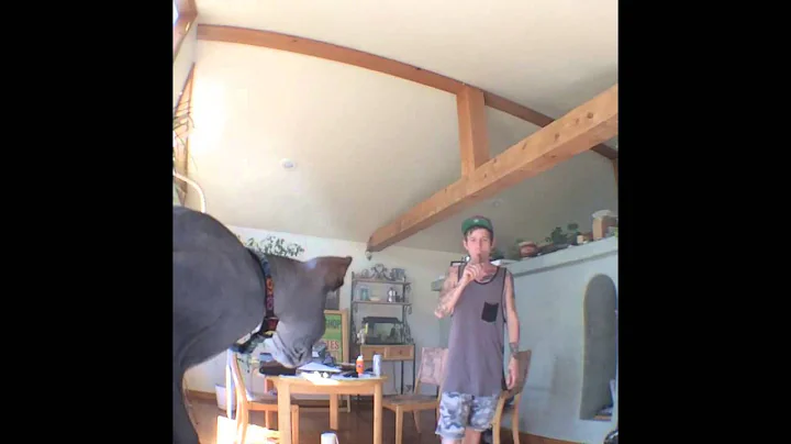 Video 11851741: sphynx cat, cat fails, cat old