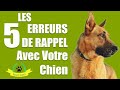 Ne Faites Surtout Pas Ces Erreurs ! Comment Apprendre Le Rappel Facilement à Votre Chien ?