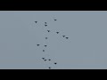 николаевские голуби полет часть 2