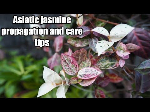 Asiatic jasmine propagation tips  and care