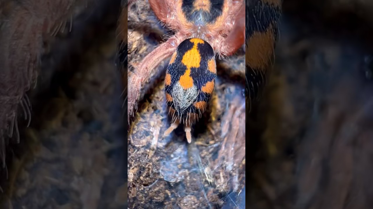 🎃 🧡 Hapalopus sp Columbia Gross "Pumpkin patch" Карликовый птицеед 