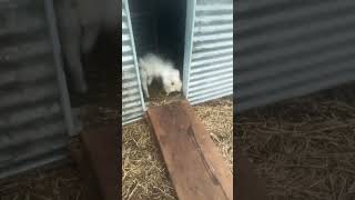 Letting silkies out with my pup #cuteanimals #animal #cute #bird #flock #pet #chicken #dog #maremma