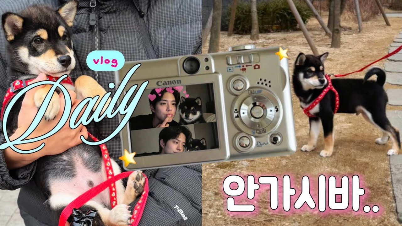 첫 산책 나간 아기시바견 리얼반응 🐕🌿ㅣBaby Shiba Inu’s Real Reaction to His First Walk ㅣ初めての散歩に出た子柴犬のリアル反応 