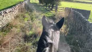 Trail Ride on an Autumn Day/Walk with Auntie Sue, Coco the Mini and Gyp the Border Collie