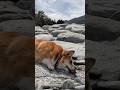 岩場で遊びスリスリするコーギー / A Corgi playing and rubbing against the rocks. #corgi #コーギー