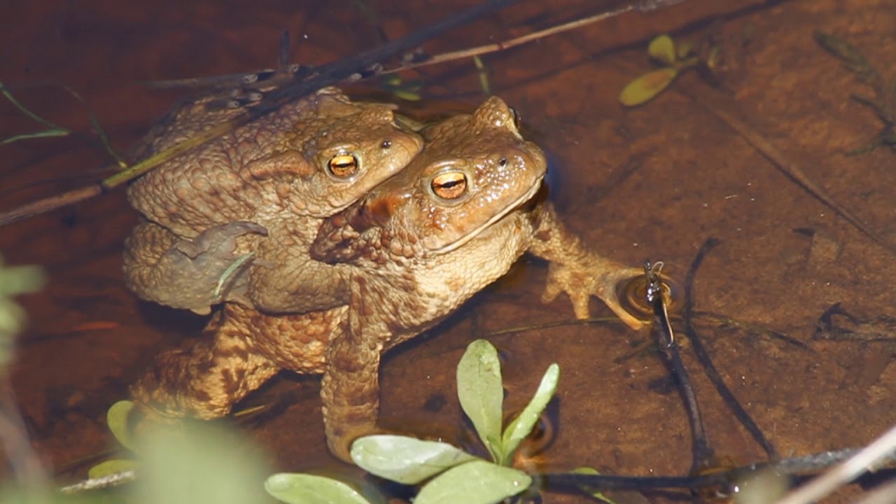 Common toad / Серая жаба / Bufo bufo