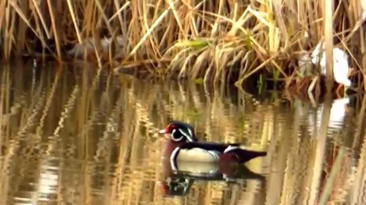 BEAUTIFUL WILDLIFE MIDWEST USA Explore Minnesota Minnesota 2014 YouTube