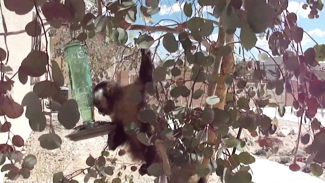 baby monkey nala drinks from the hummingbird feeder after her first solo tree climb